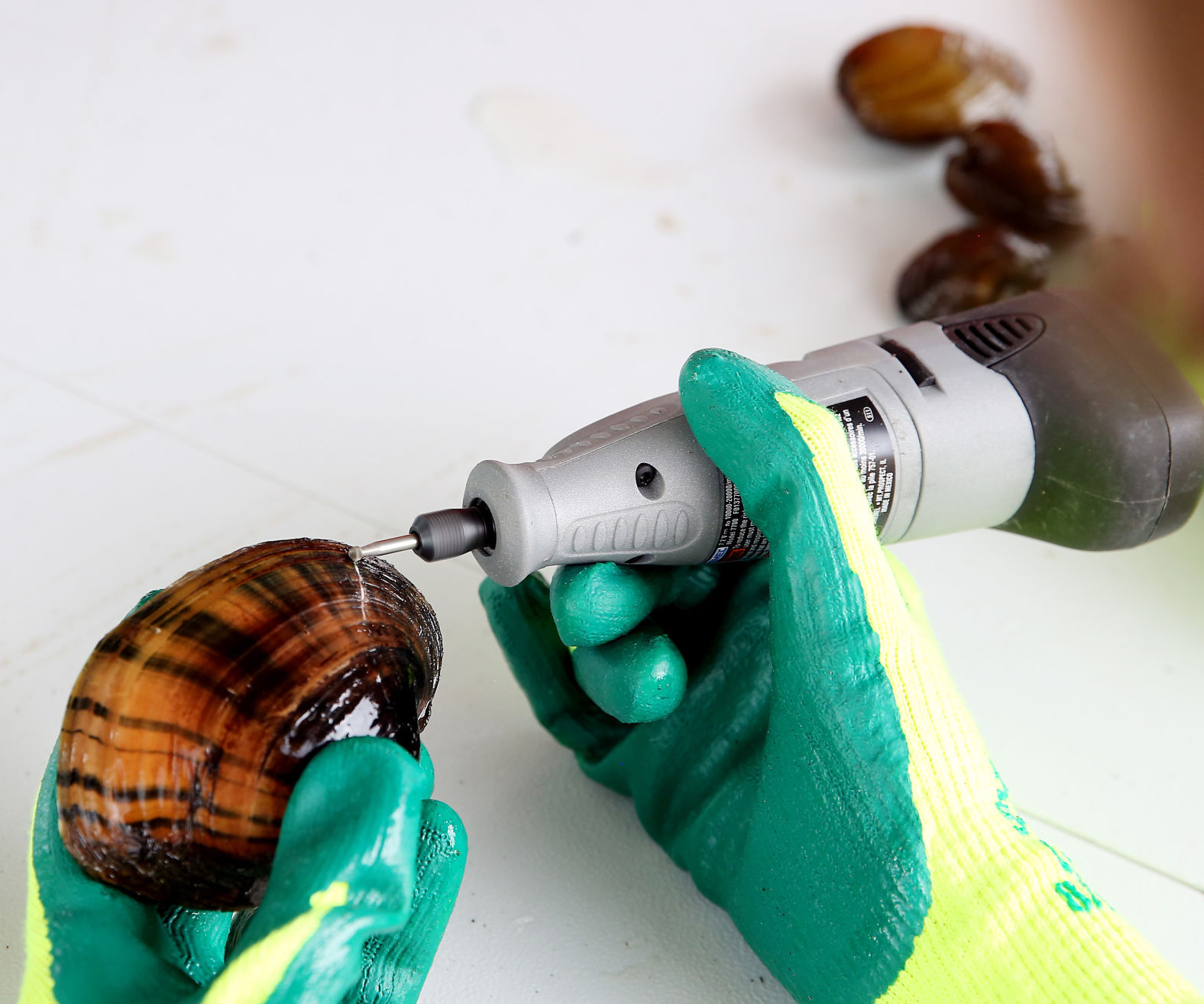 Mussel relocation